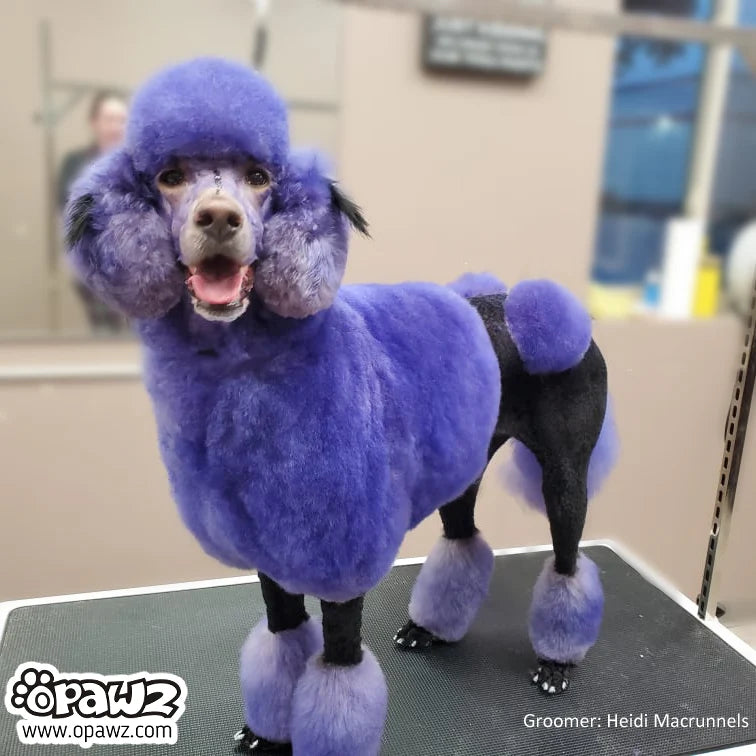 Opawz Dog Hair Dye - Indigo Purple